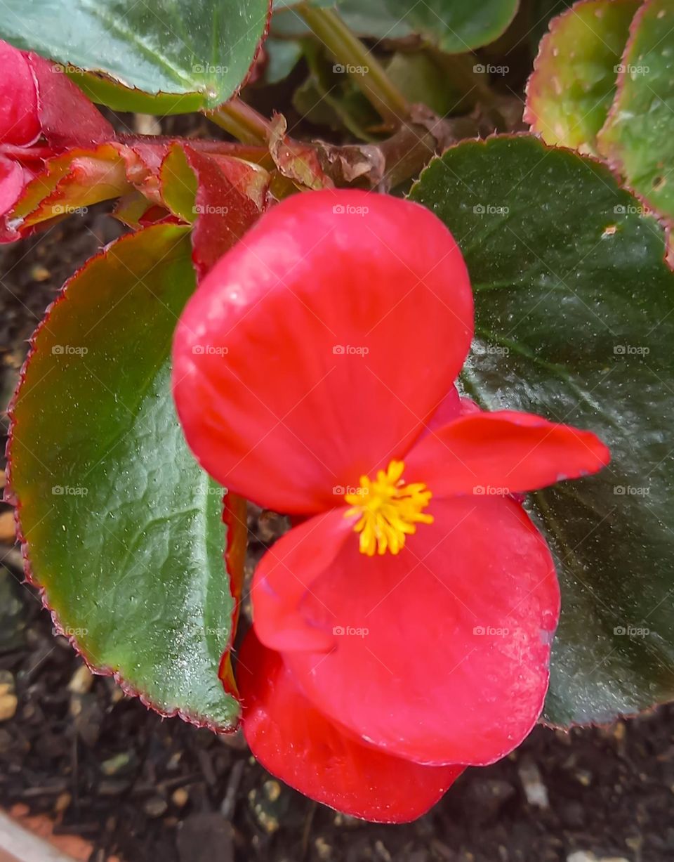 Beautiful flower of begonia