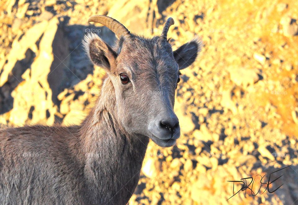 Bighorn sheep during the morning sunrise and alpenglow.  Bighorn is looking into camera. This is a tight shot.