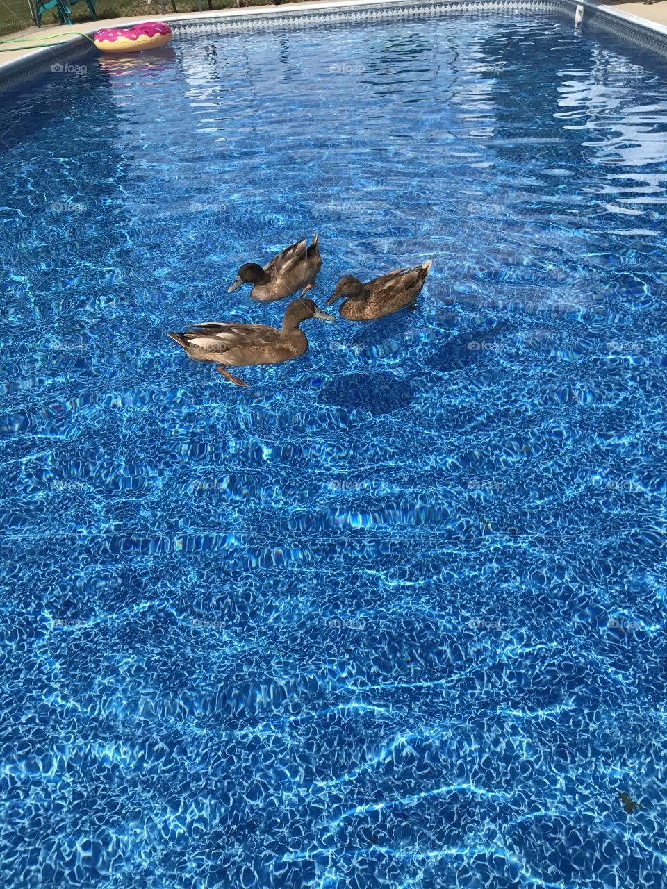 Swimming with the ducks 