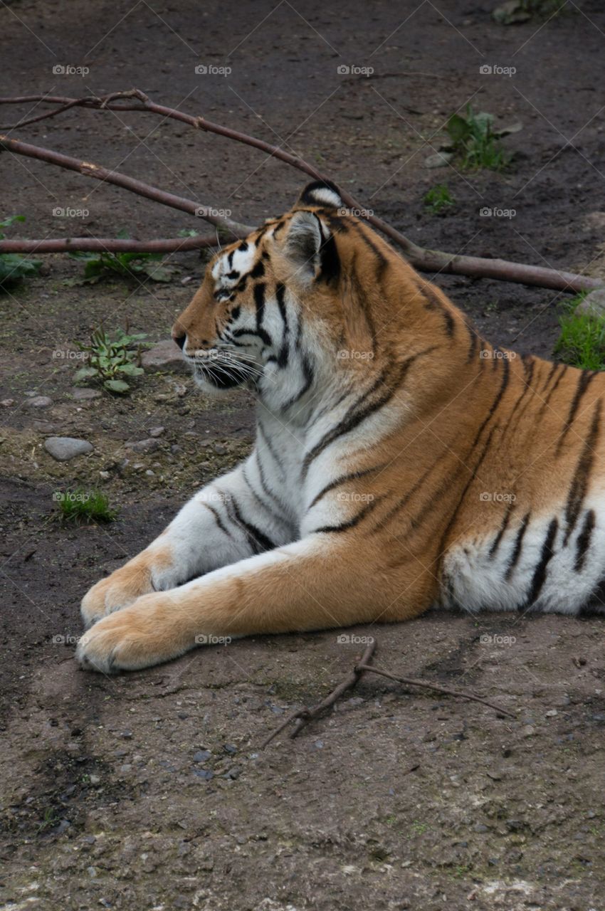 Tiger 