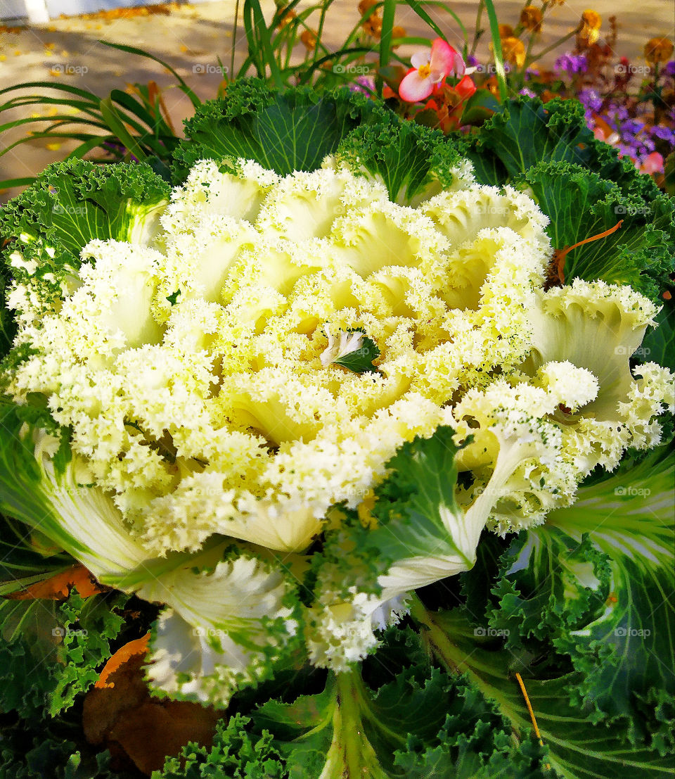 Ornamental cabbage