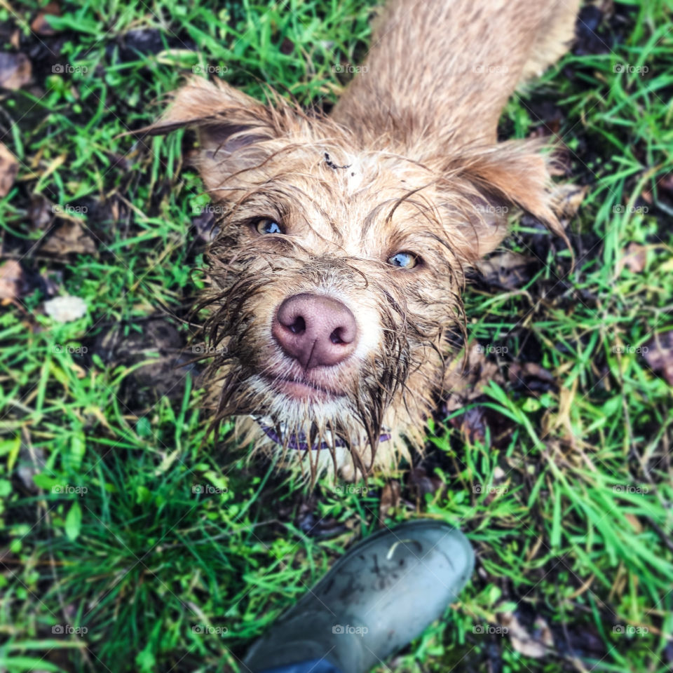 A very messy dog, points her very dirty face directly at the camera with a defiant expression. Muddy grass and the boot of her own can also be seen in this downward shot