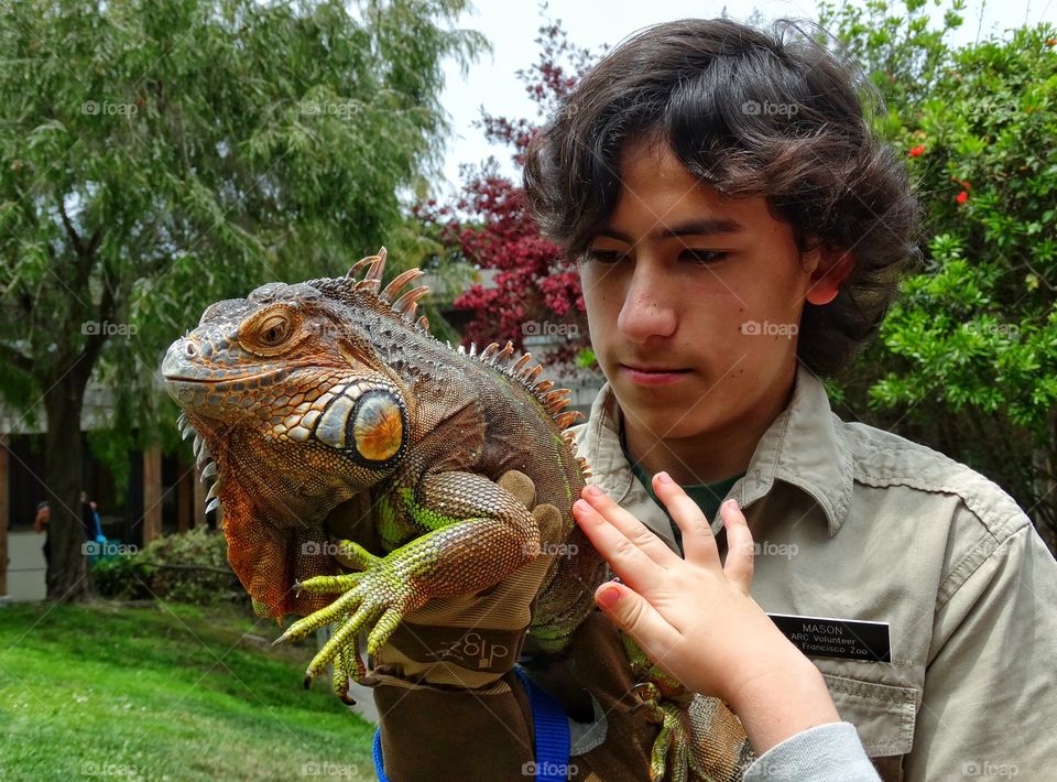 Pet Iguana. Exotic Tame Iguana
