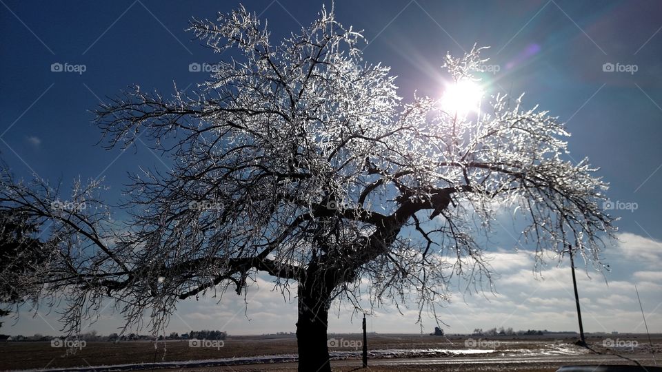 Tree, Winter, Branch, Landscape, Snow