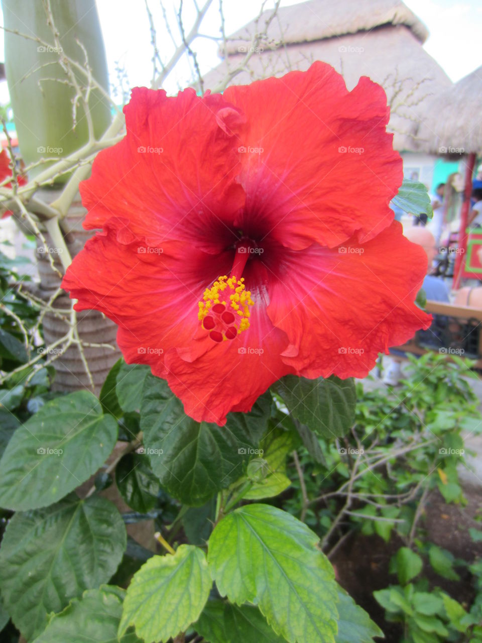 Tickle Me Pink. Up close and personal to a hibiscus in Cozumel, Mexico 