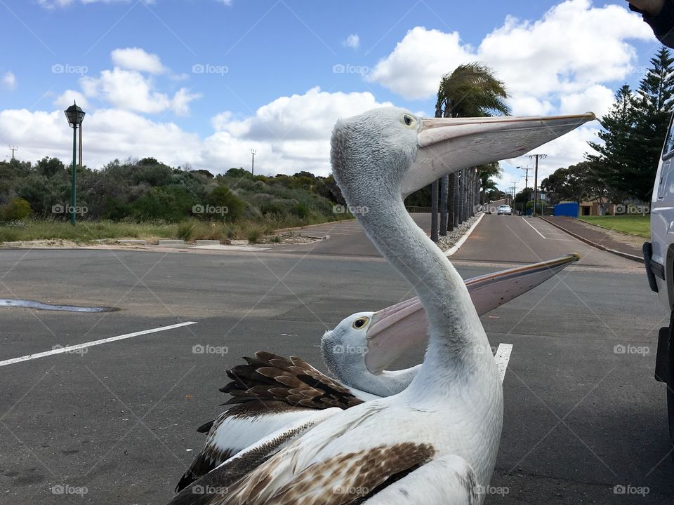 Opportunity knocks, two greedy and opportunistic Pelicans in Australia begging for food from people parked at the beach 