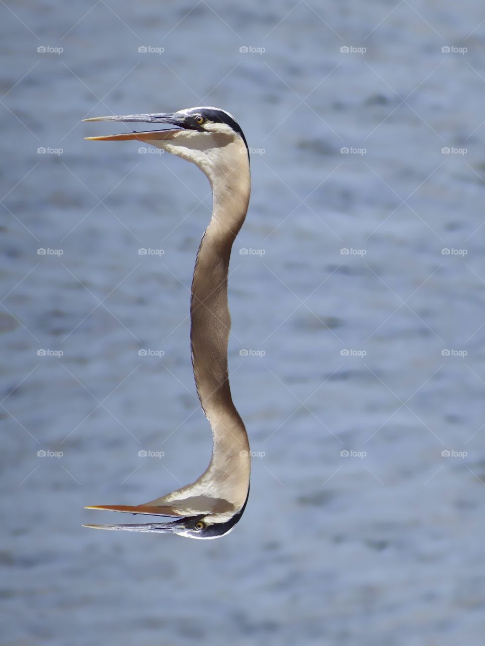 Great Blue Heron with an interesting head and head reflection .