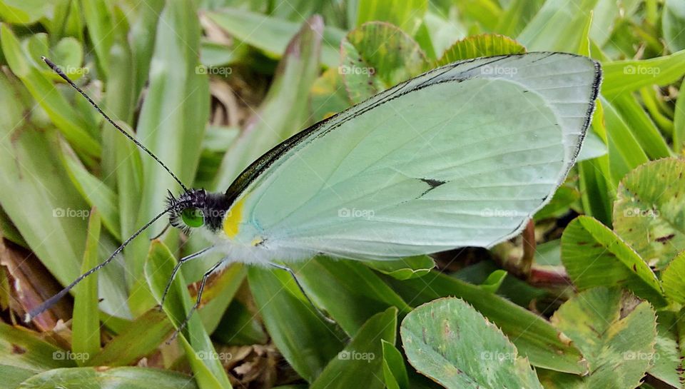 Borboleta verde, delicada confunde com a grama.