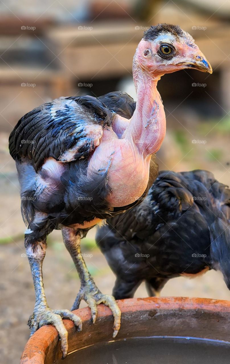 the muscle chicken