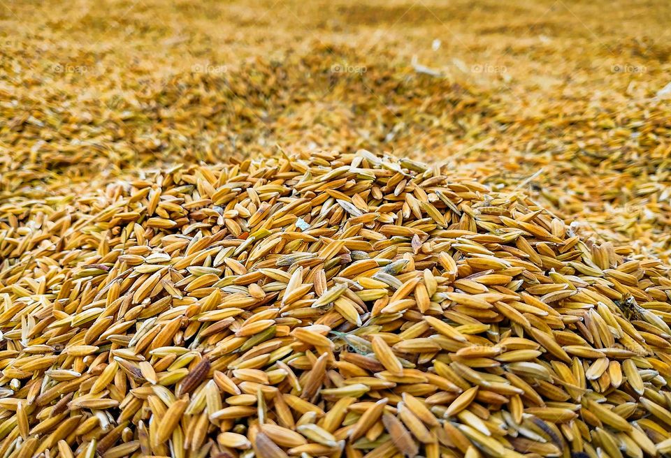 November and December are harvest time.