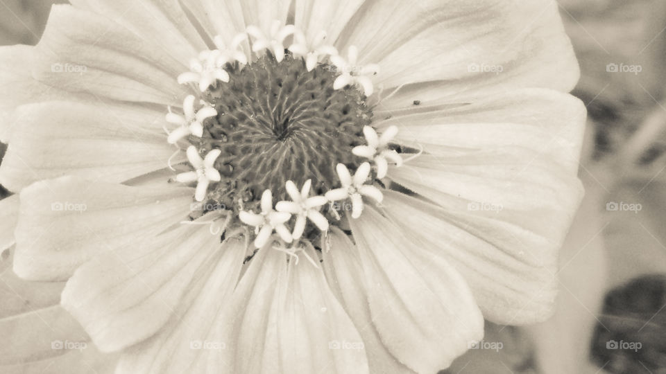 Flower, Nature, Flora, No Person, Summer