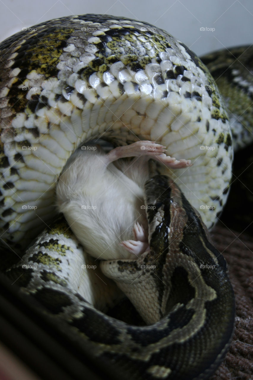 Feeding Python
