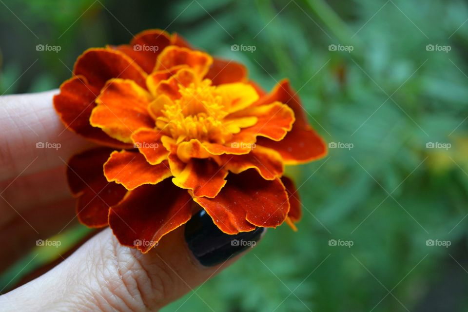 Orange flower in woman hand