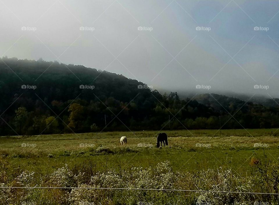 two horse in a field during Autumn in the morning fog