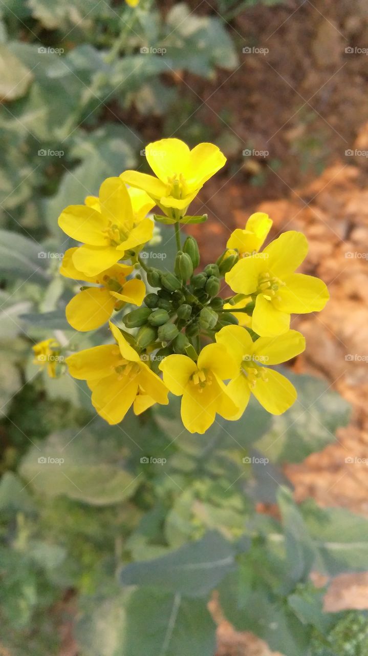 A beautiful mustard flowers in the garden.