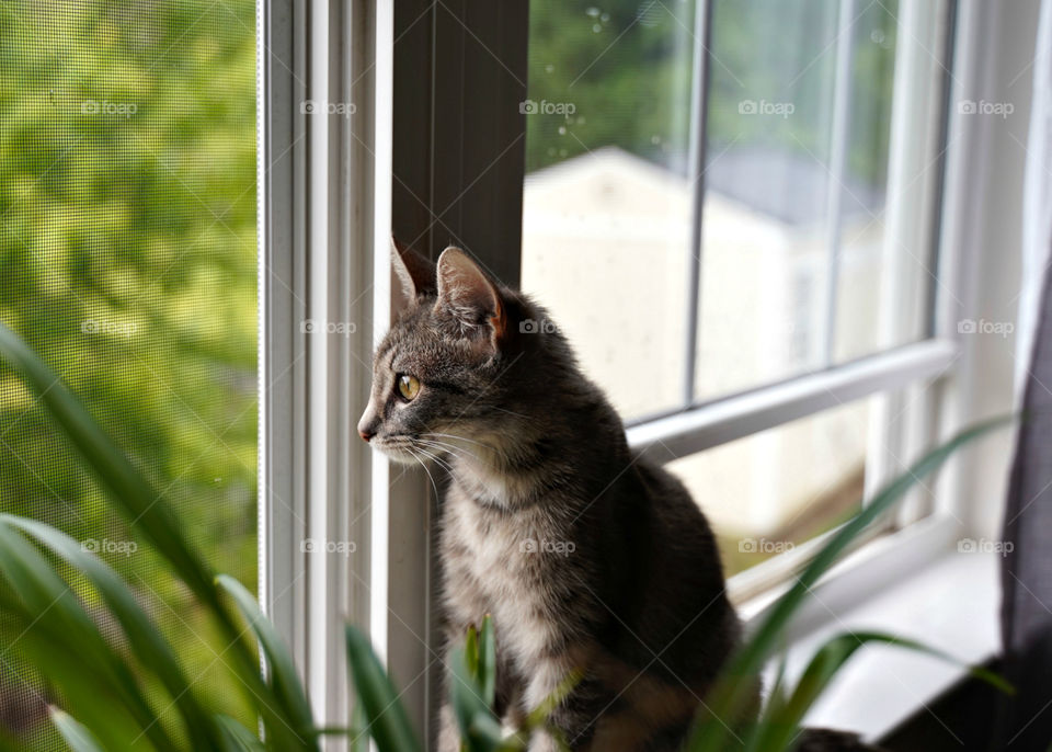 Mama kitty taking a break to soak in the outside world.