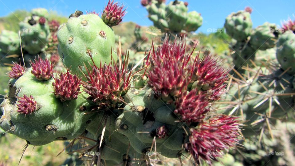 Cactus blooming