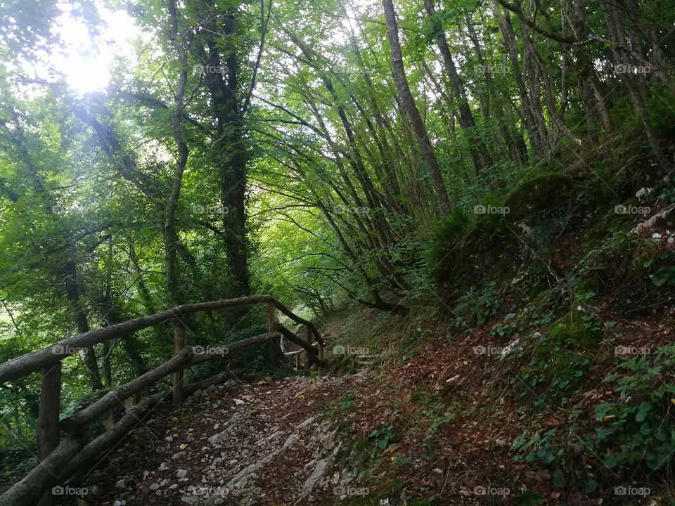 Trees