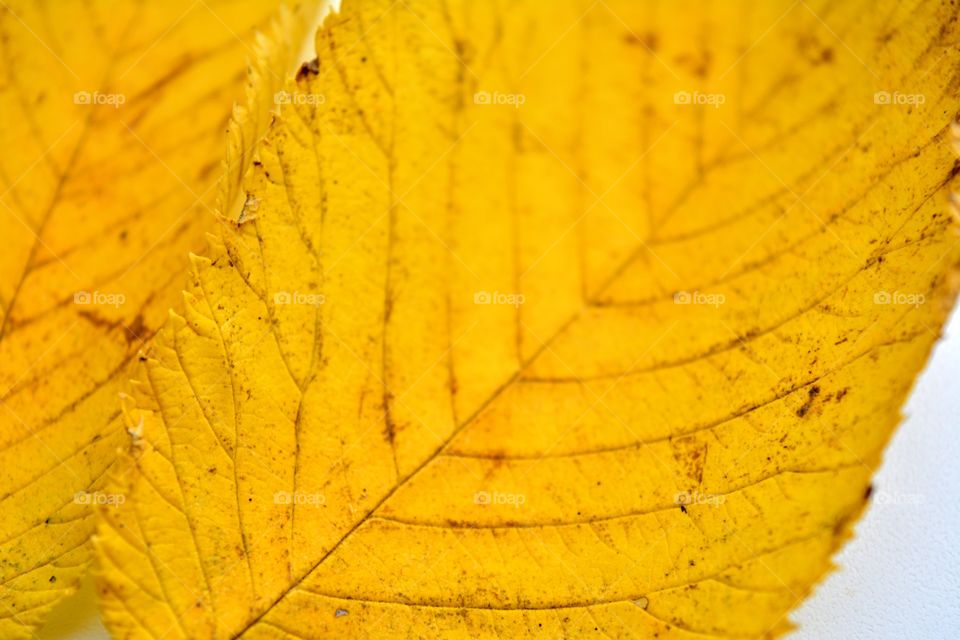 yellow beautiful autumn leaves texture background