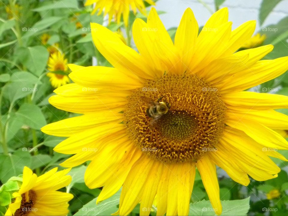 Bee on sunflower.