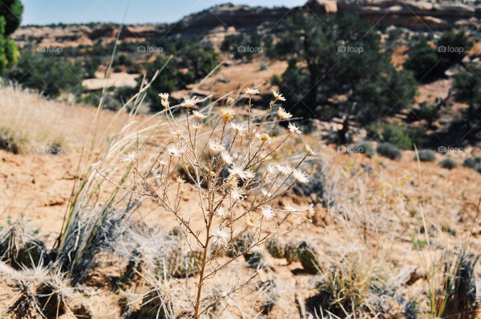 Nature. Canyonlands, Utah 