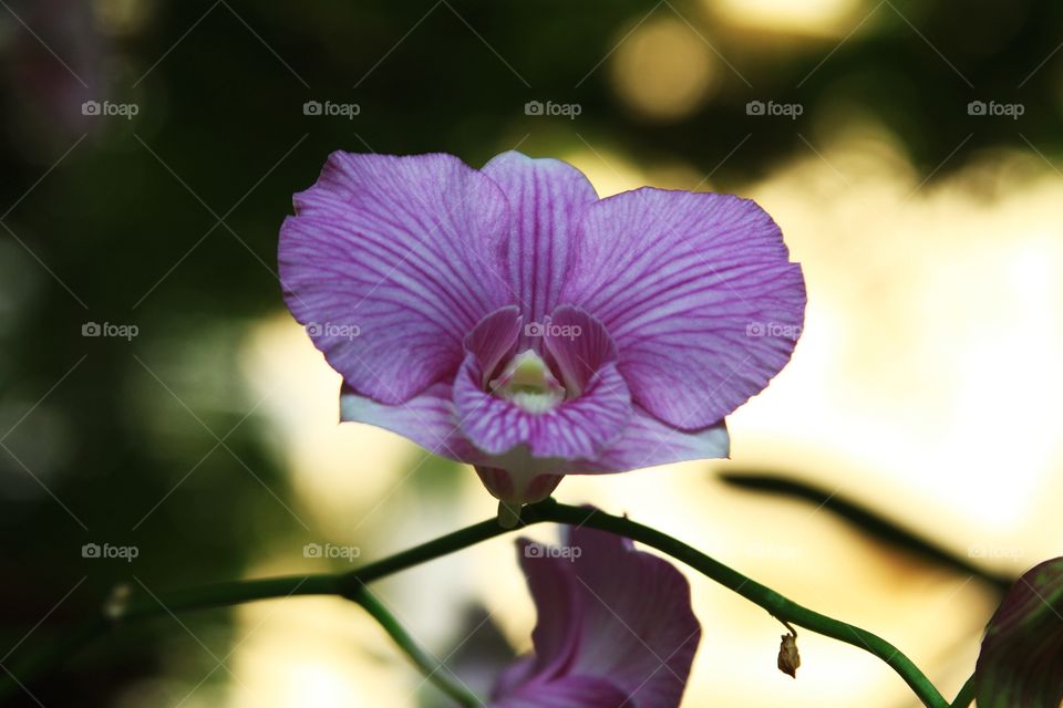 orchid