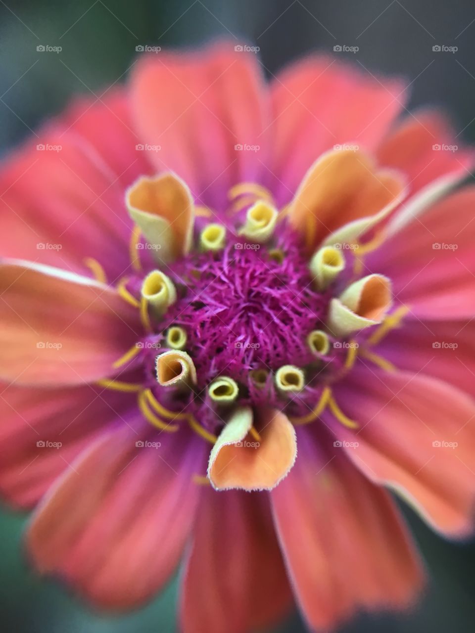 Pink Zinnia