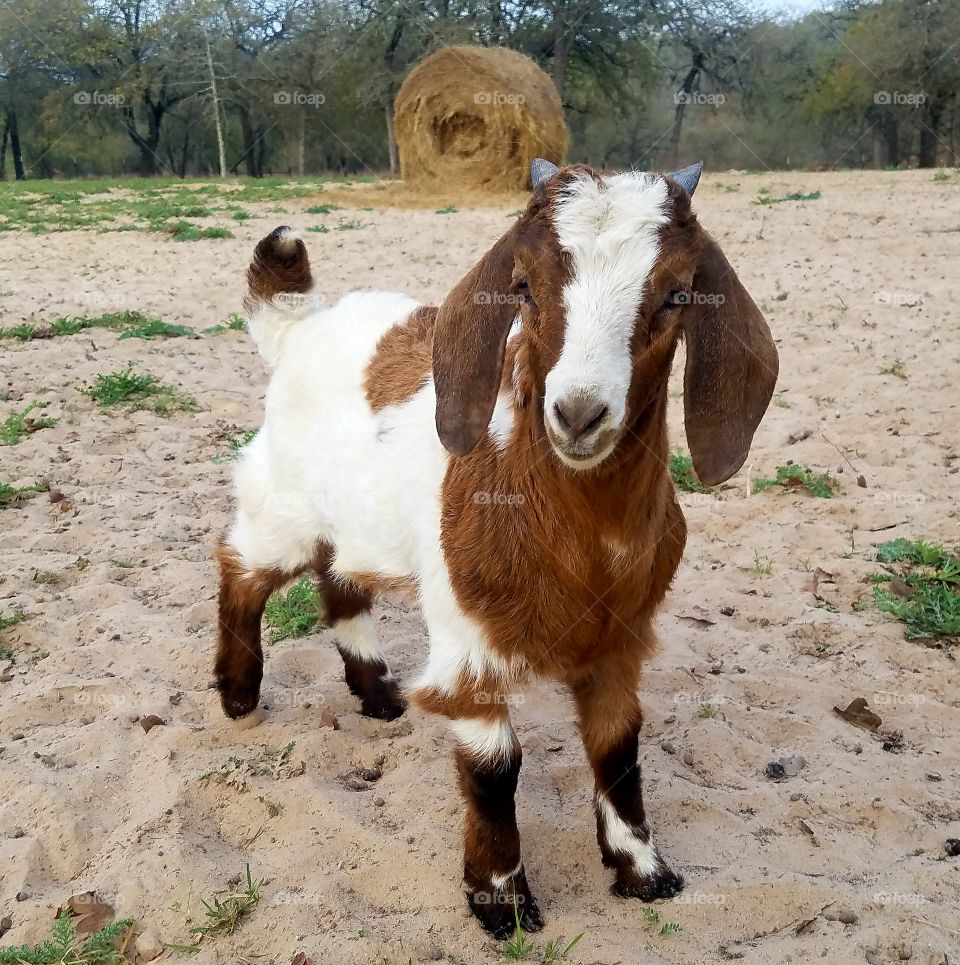 young male goat