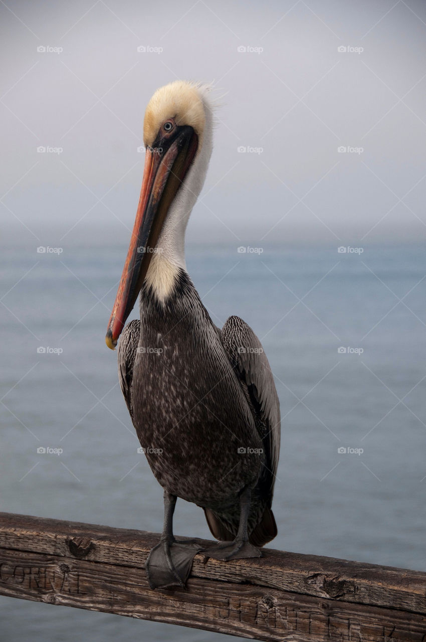 Pelican sitting on the pier in California
