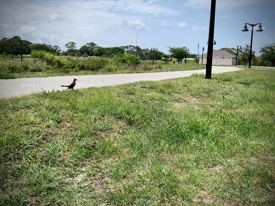 Cute And Friendly Bird Watching Us And Following Us On Our Walk In The City Park.