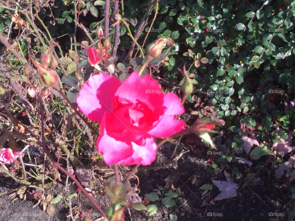 Single rose in the garden 