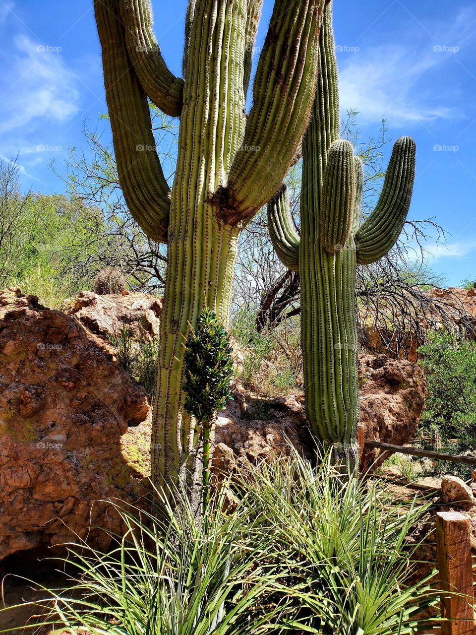 An extremely rare blooming puya is shown in front of two Saguaro cactus