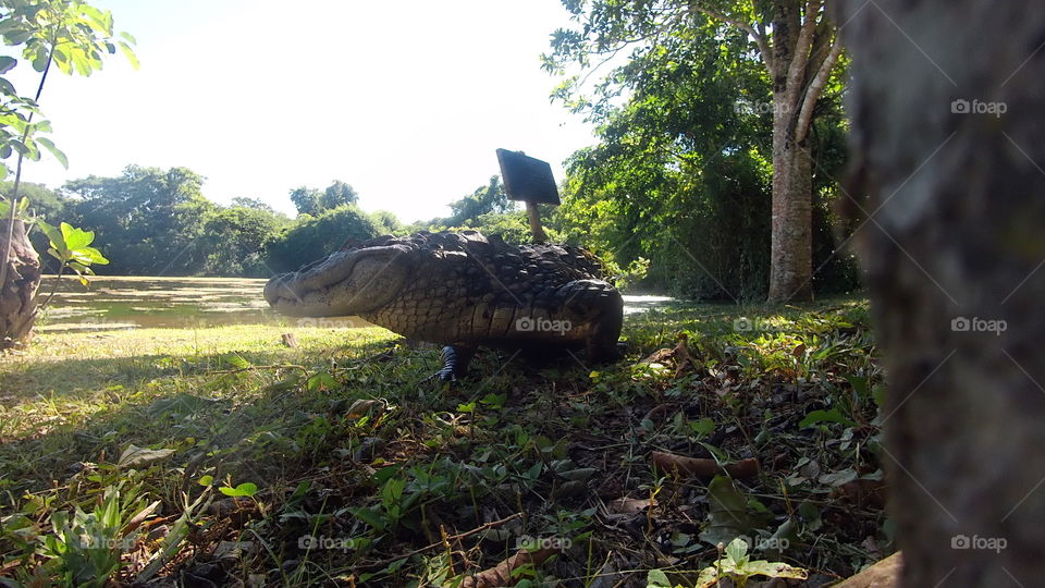 Jacaré do pantanal