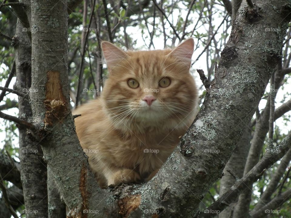 Cat in the tree 
