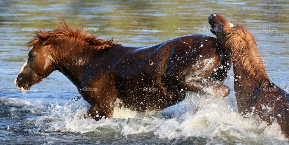 Wild Stallions Sparring in River