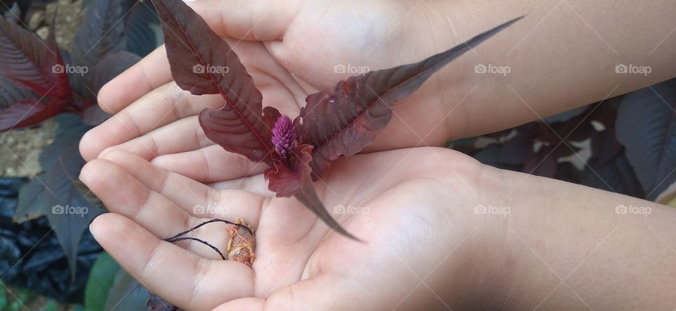 Flowers in the palms