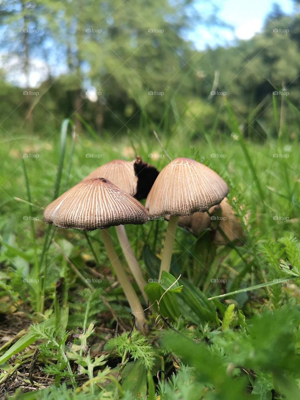 MUSHROOMS IN A ROUND