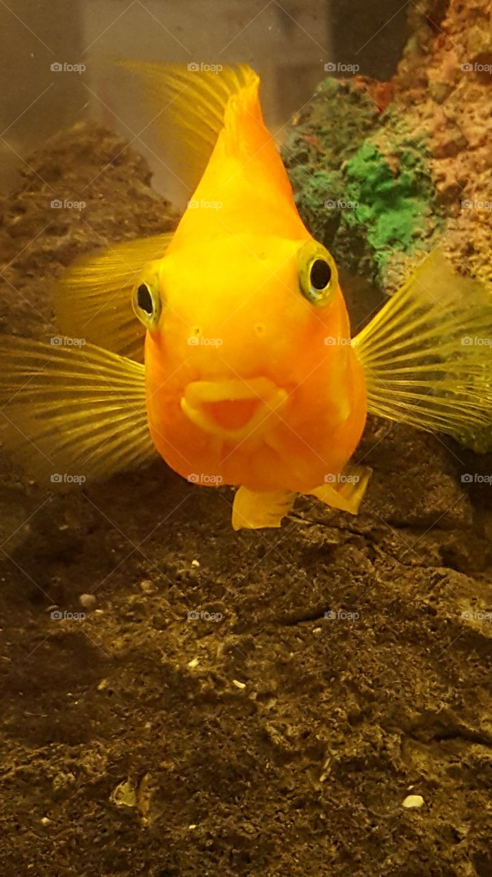 fishy smile