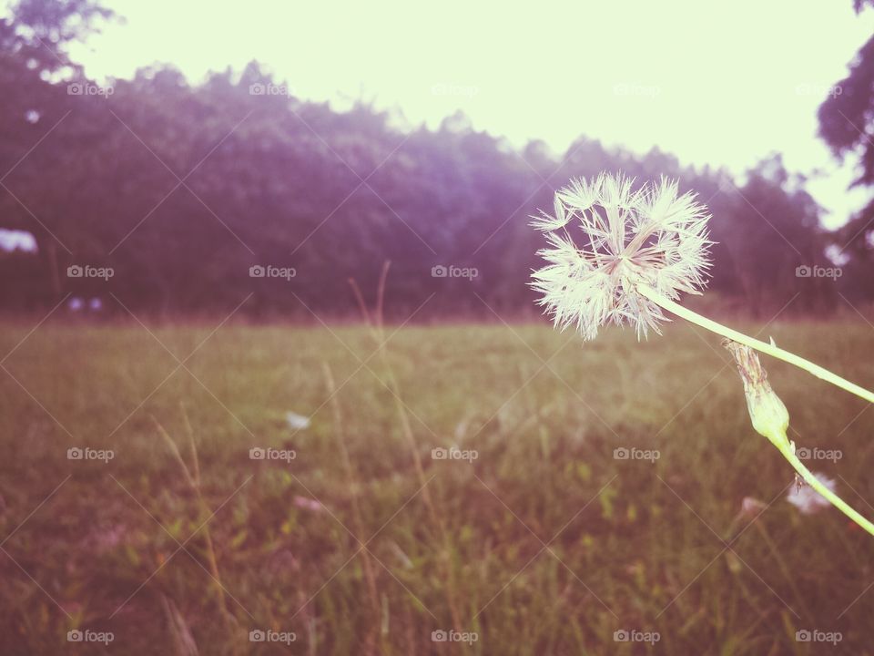 Grass, Flower, Hayfield, Nature, Field