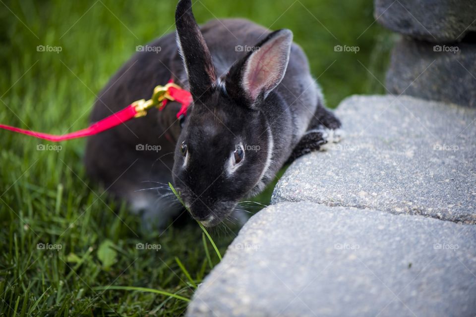 our cute Dwarf Rex rabbit