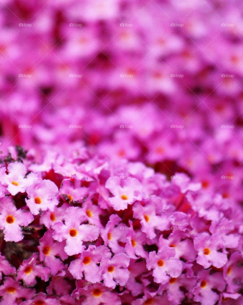 Pink flowers