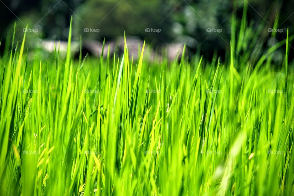Grass, Growth, Lawn, Field, Lush