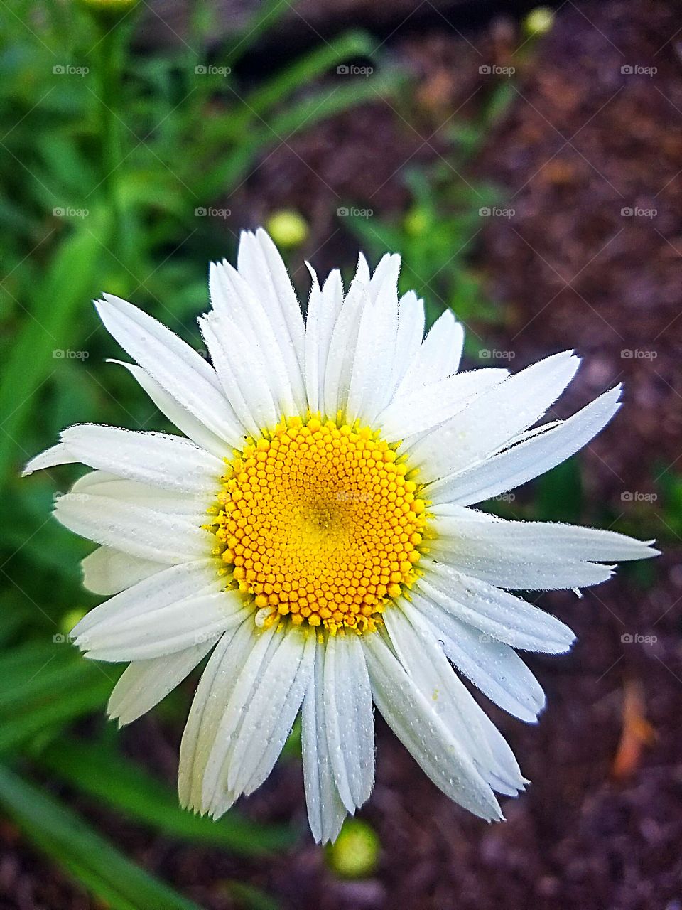 Daisy in Bloom