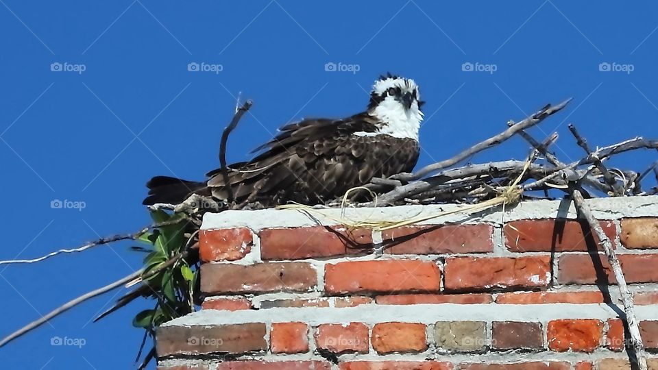 Osprey resting