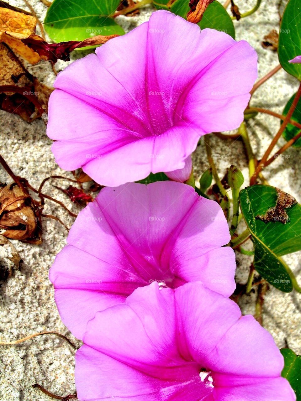 Flowers on the beach 