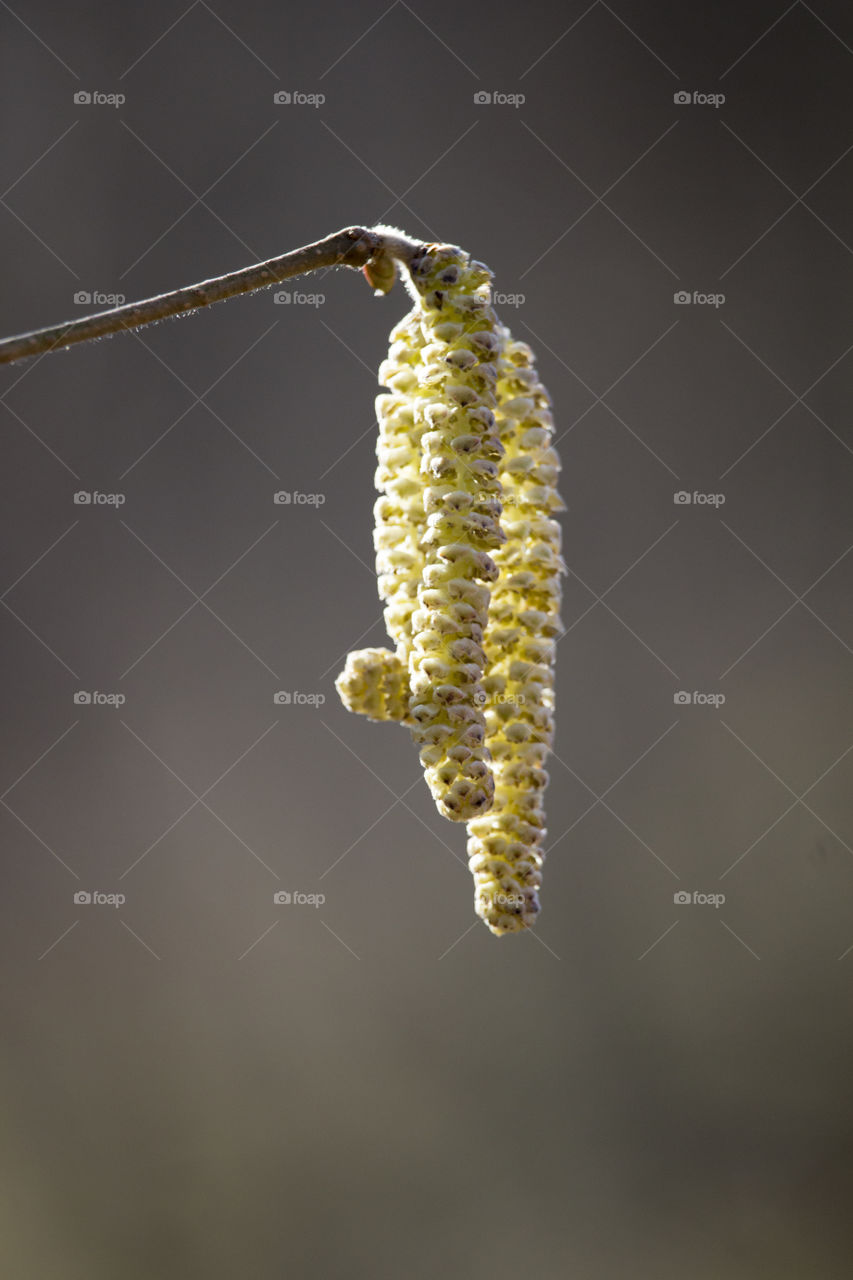 Minimalistic , branch catkins pollen 