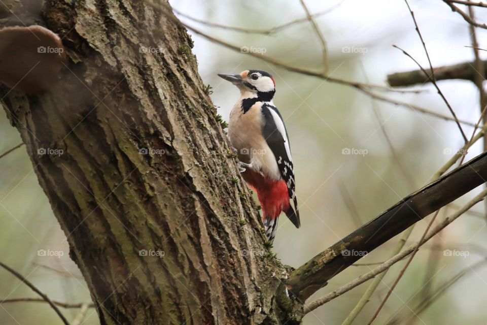 A typical German winter is depicted in this image, with sub-zero temperatures and no snow. The focus is on a woodpecker clinging to a tree. The scene conveys the cold and tranquility of the season.