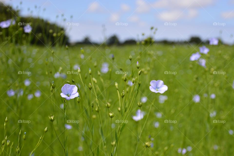 the blue of the sky and the flowers of the fields contrast with the bright green of the meadow