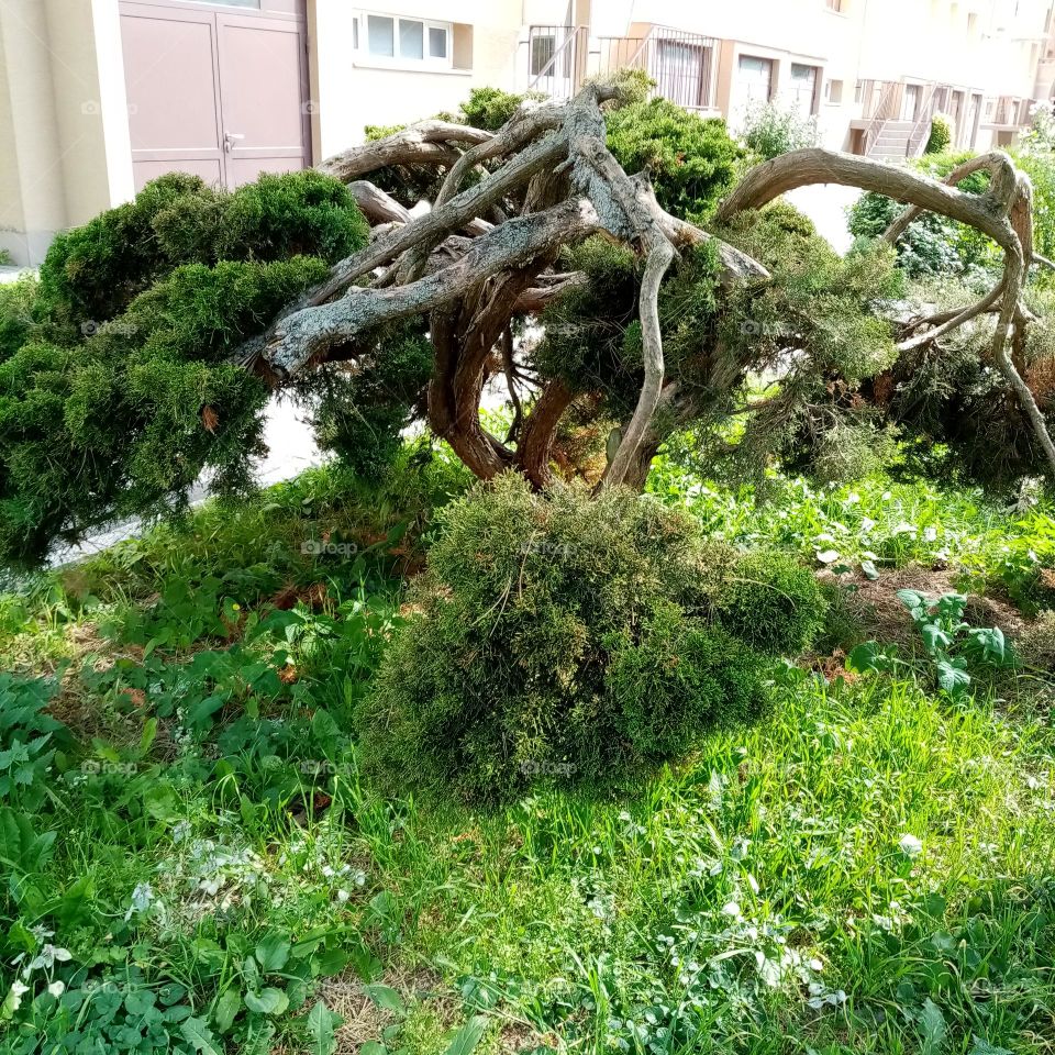 Urban Series: Plants