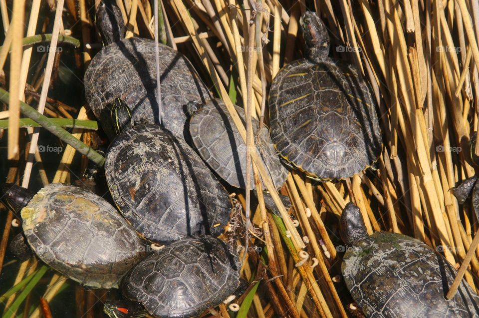 Turtles Sunning on Dry Reeds